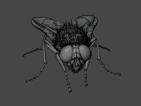 Mosca dom&eacute;stica Modelo 3D