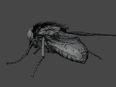 Housefly 3D Model
