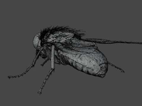 Mosca dom&eacute;stica Modelo 3D