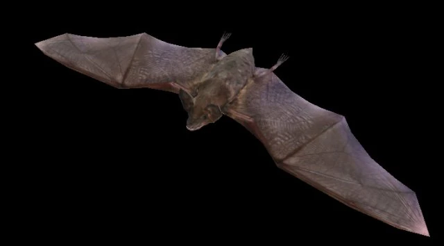 검은 박쥐 3D 모델 .c4d .max .obj .3ds .fbx .stl .blend 