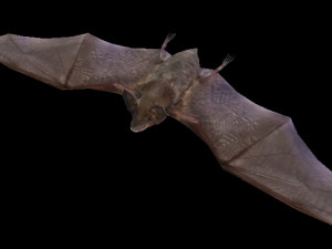 Black Bat 3D Model