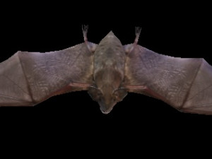 Black Bat 3D मॉडल