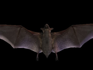 Black Bat 3D मॉडल