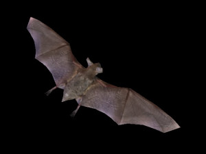 Black Bat 3D मॉडल