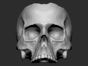 Черепник 3D Принт Модель