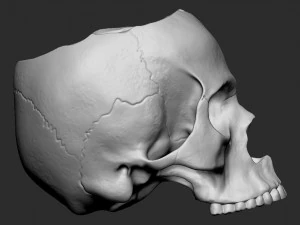 Skullpot 3D Print Model