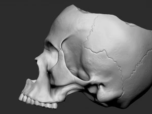Skullpot 3D Print Model