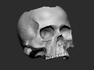 Skullpot 3D Print Model