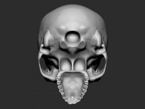 Skull pot with horns 3D Print Model