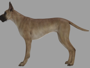 DOG - GREAT DANE Modelo 3D