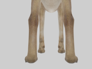 DOG - GREAT DANE Modelo 3D