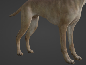 DOG - GREAT DANE Modelo 3D