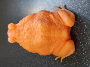 Cane toad 3D 프린트 모델