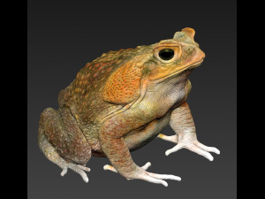 Cane toad 3D 프린트 모델