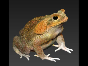 Cane toad 3D Print Model