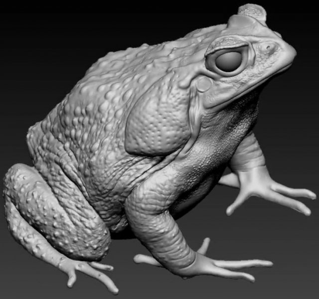 Cane toad 3D 프린트 모델 .c4d .max .obj .3ds .fbx .stl .blend 