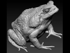 Cane toad 3D Print Model