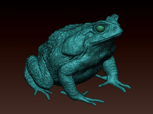 Cane toad 3D 프린트 모델