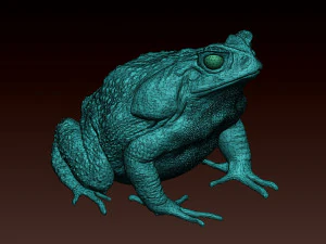 Cane toad 3D Print Model
