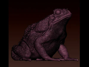 Cane toad 3D Print Model