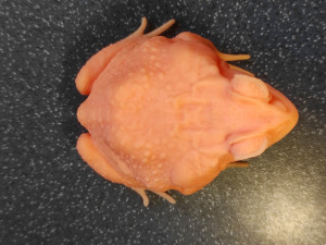 Cane toad 3D 프린트 모델