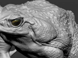 Cane toad 3D Print Model