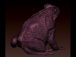 Cane toad 3D 프린트 모델
