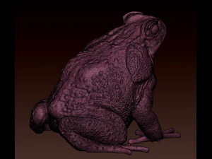 Cane toad 3D Print Model