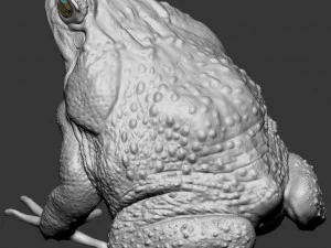 Cane toad 3D Print Model