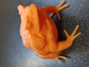 Cane toad 3D 프린트 모델