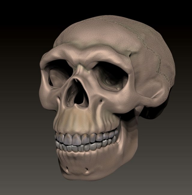 NEANDERTHAL SKULL 3D Baskı Modeli .c4d .max .obj .3ds .fbx .stl .blend 