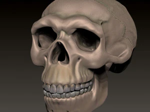 尼安德特人头骨 3D 打印模型