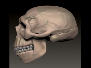 NEANDERTHAL SKULL 3D Baskı Modeli