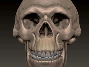 NEANDERTHAL SKULL 3D Print Model