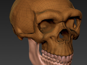 NEANDERTHAL SKULL 3D Baskı Modeli