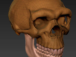NEANDERTHAL SKULL 3D Print Model
