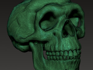 NEANDERTHAL SKULL 3D Baskı Modeli