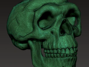 NEANDERTHAL SKULL 3D Print Model