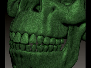 NEANDERTHAL SKULL 3D Baskı Modeli