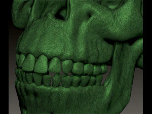 NEANDERTHAL SKULL 3D Print Model