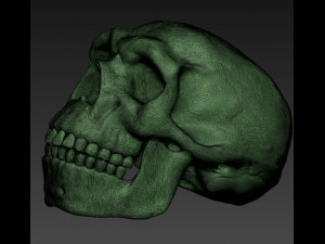NEANDERTHAL SKULL 3D Baskı Modeli