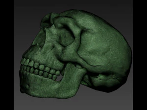 NEANDERTHAL SKULL 3D Print Model