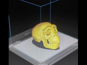 NEANDERTHAL SKULL 3D Baskı Modeli