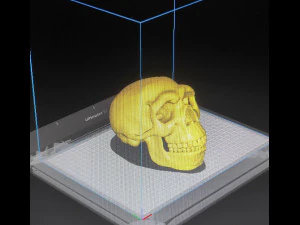 NEANDERTHAL SKULL 3D Print Model