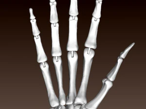 ARTICULATED SKELETON HAND 3D Print Model