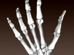 ARTICULATED SKELETON HAND 3D Print Model