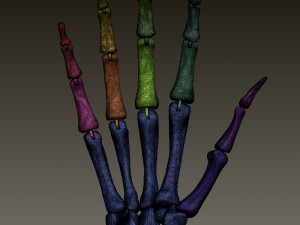 ARTICULATED SKELETON HAND 3D Принт Модель