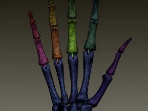ARTICULATED SKELETON HAND 3D Print Model