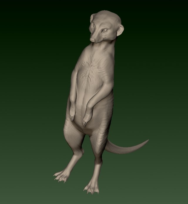SURIKATE Modèles 3D en vedette .c4d .max .obj .3ds .fbx .stl .blend 
