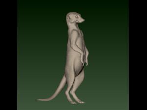 SURIKATE Modèles 3D en vedette